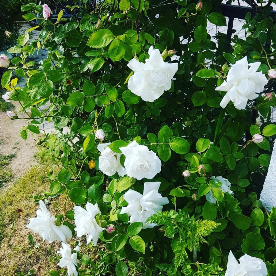 Limon Pansiyon Foca Exterior photo